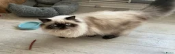 Persian cats for sale: Stunning Persian Himalayan   - Advert 5