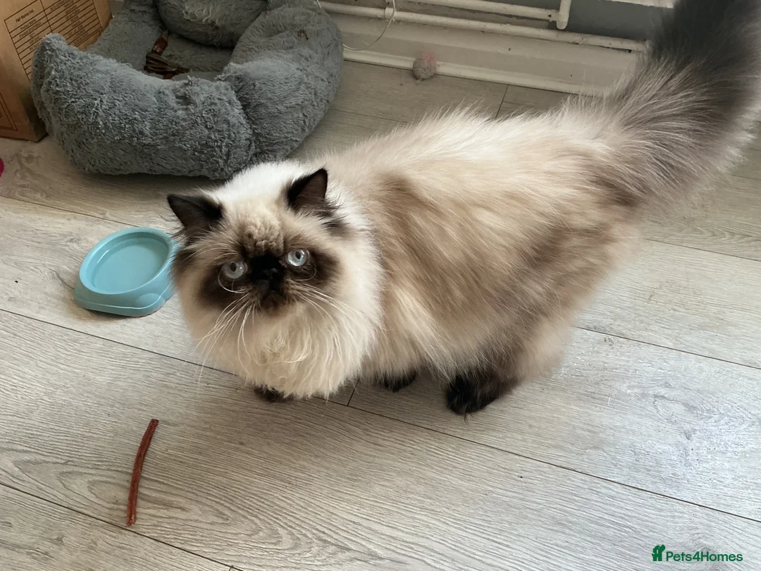 Persian cats for sale: Stunning Persian Himalayan   - Advert 5