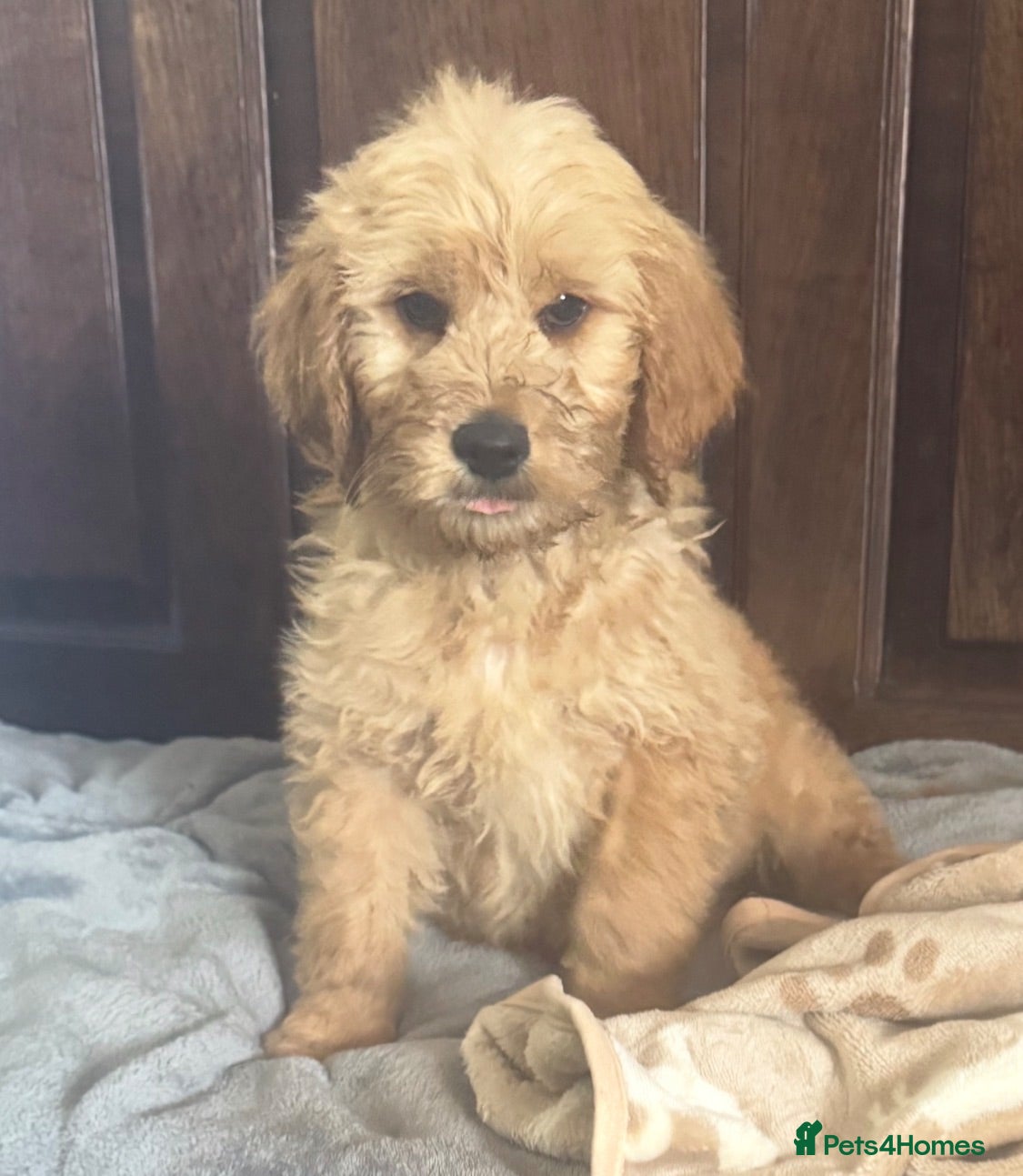 Mini Goldendoodle dogs Health-Tested Family Happy Sociable Goldendoodles - Advert 2