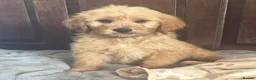 Mini Goldendoodle dogs for sale: Health-Tested Family Happy Sociable Goldendoodles - Advert 14