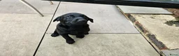 Labrador Retriever dogs for sale: Working Labrador puppies  - Advert 13