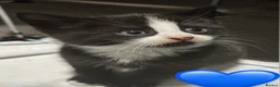 European cats for sale: Kittens  - Advert 13