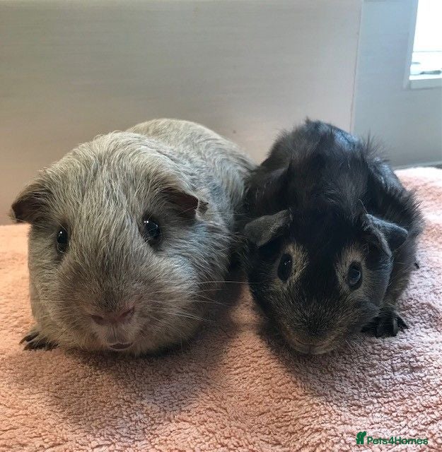 Guinea Pig rodents Tweed Boar and Otter friend - Advert 1