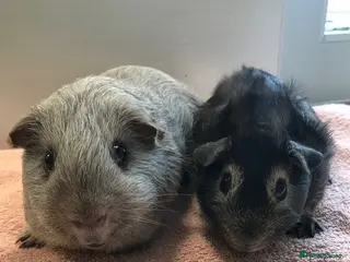 Guinea Pig rodents Tweed Boar and Otter friend - Advert 2