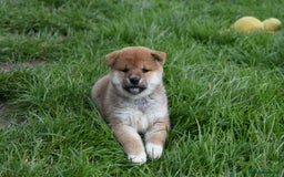 Japanese Shiba Inu dogs for sale: Health tested Japanese Shiba Inu Puppies - Image 26