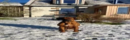 Rhodesian Ridgeback dogs for stud: Athletic RR for stud  - Advert 5