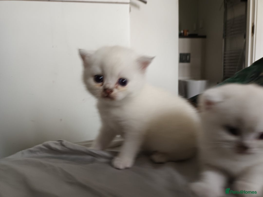 Scottish Fold cats for sale: Scottish straight boy and girl - Image 5