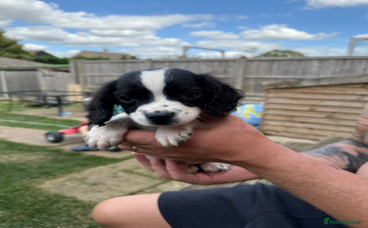 English Springer Spaniel dogs - Advert 13