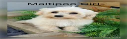 Maltipoo dogs for sale: Gorgeous  F1 Maltipoo READY NOW toilet trained  - Advert 4
