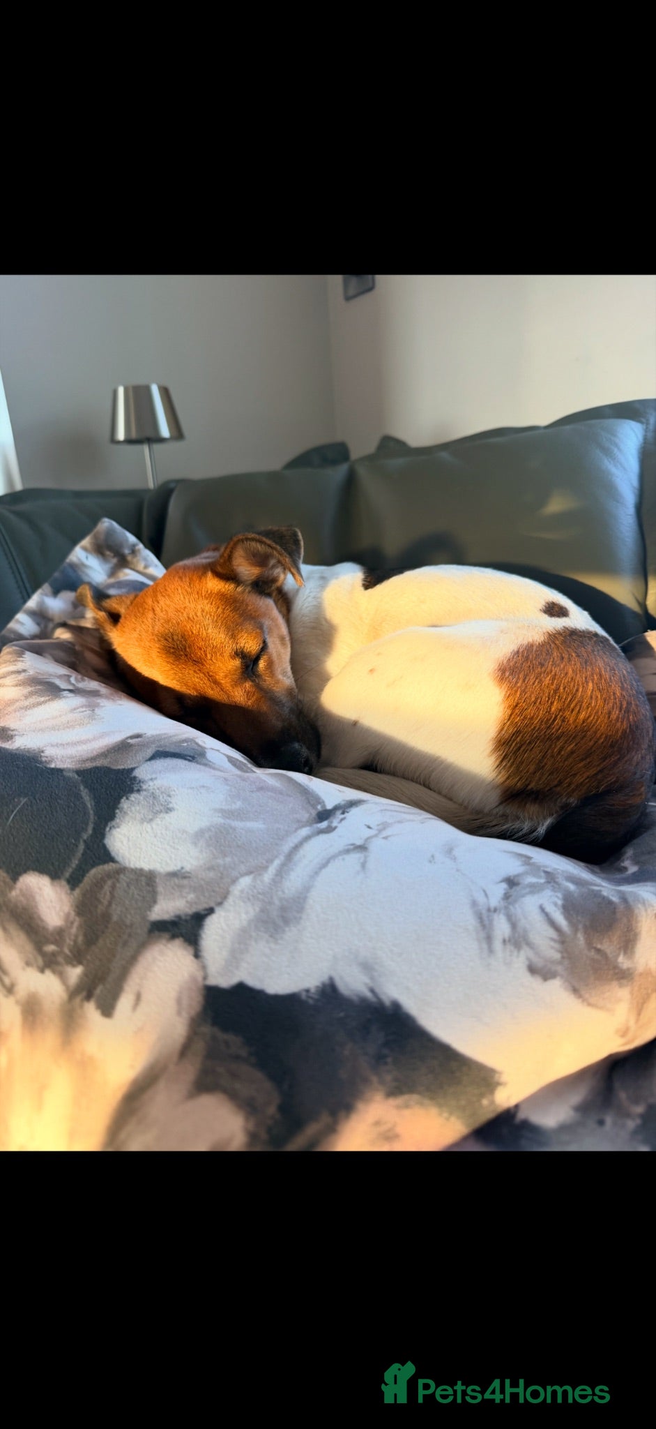 Jack Russell dogs Jack Russell FTGH - Advert 5