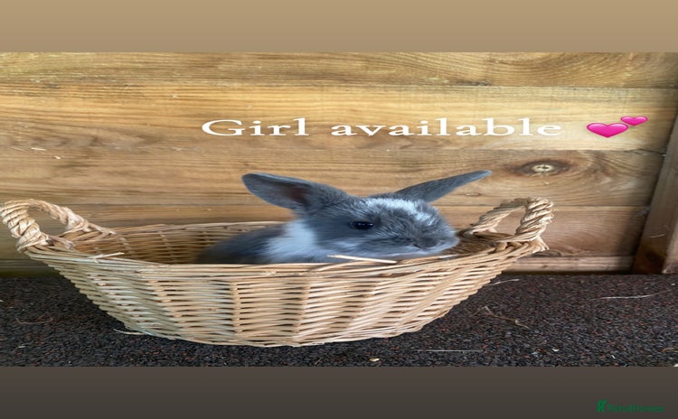 English Spot rabbits - Advert 3