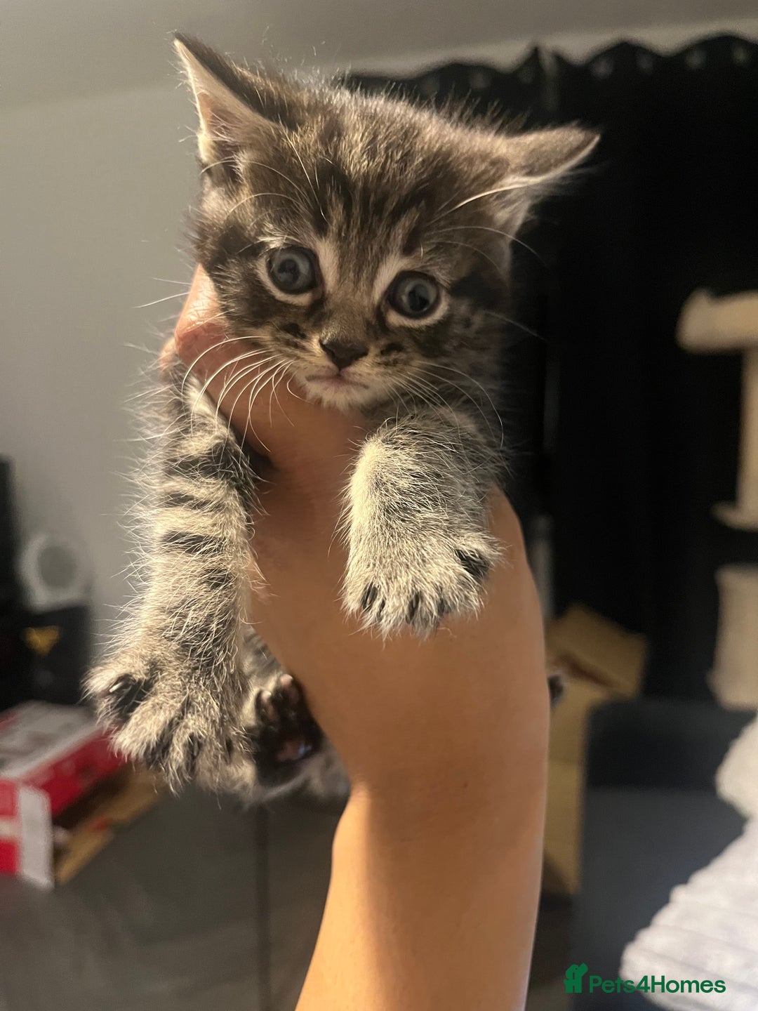 Mixed Breed cats for sale: Mixed breed kittens - Advert 1