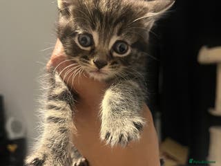 Mixed Breed cats Mixed breed kittens - Advert 1