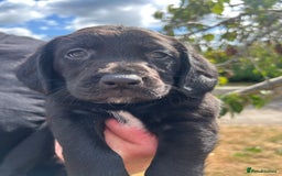 Springador dogs for sale: Springdor puppies  - Image 6