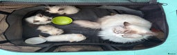 Ragdoll cats for sale: Gorgeous Championship Line Ragdoll kittens. - Advert 3