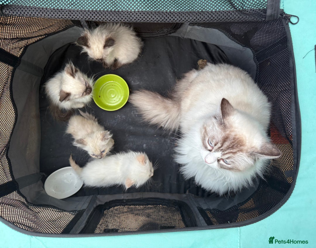 Ragdoll cats for sale: Gorgeous Championship Line Ragdoll kittens. - Image 9