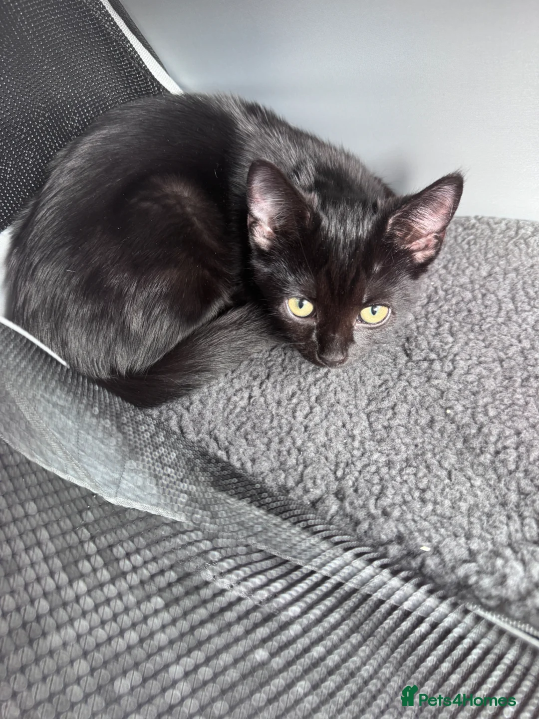 Mixed Breed cats for sale: Black Kitten With Accessories - Advert 4