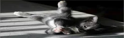 Mixed Breed cats for sale: Cute fluffy kittens black and white boys and girls - Advert 9