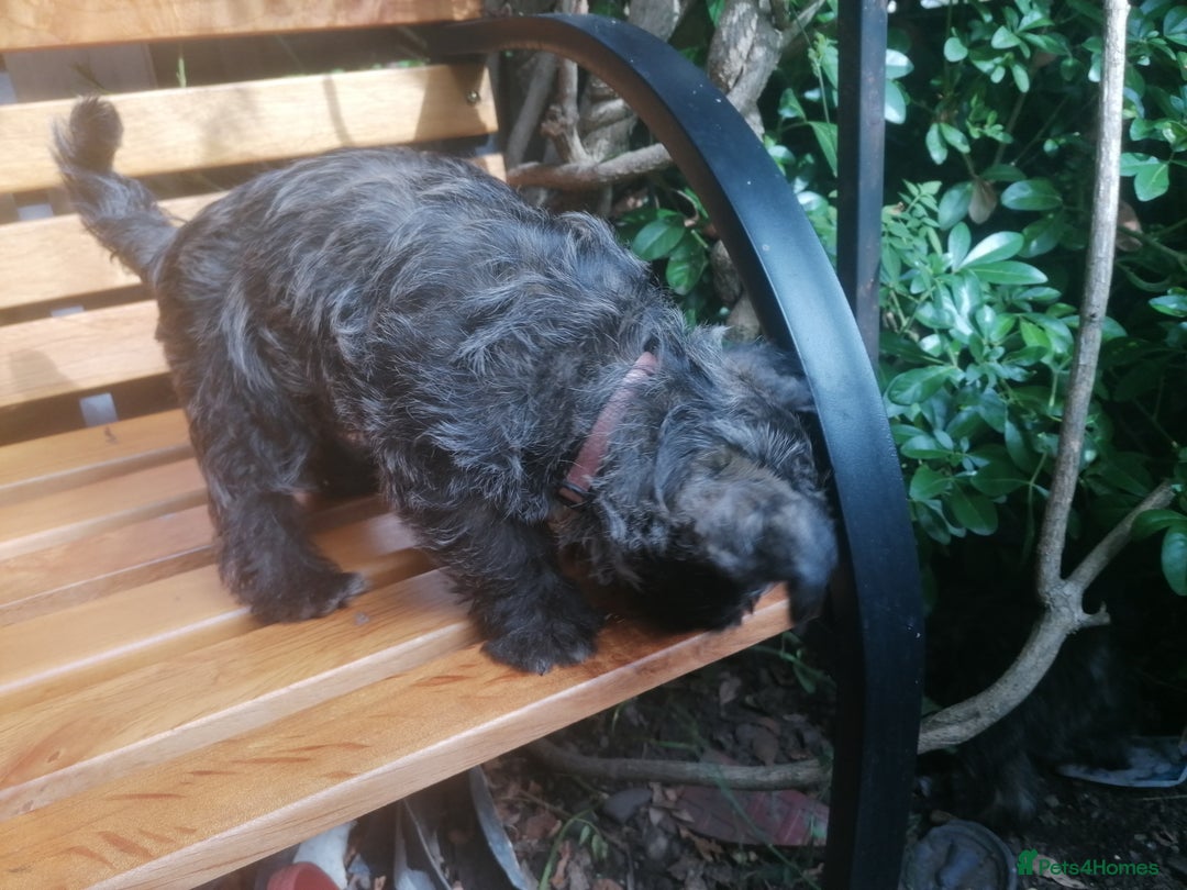 Mixed Breed dogs for sale: Wairns: Westie/ Cairn Pups - Image 11