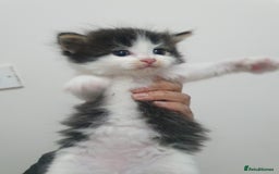 Mixed Breed cats for sale: Maincoon/ragdoll&Siberian kittens [price varies] - Image 6