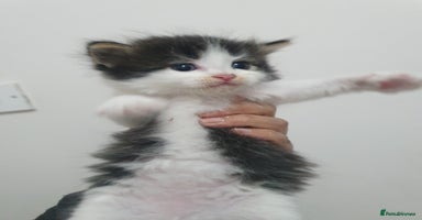 Mixed Breed cats - Advert 13