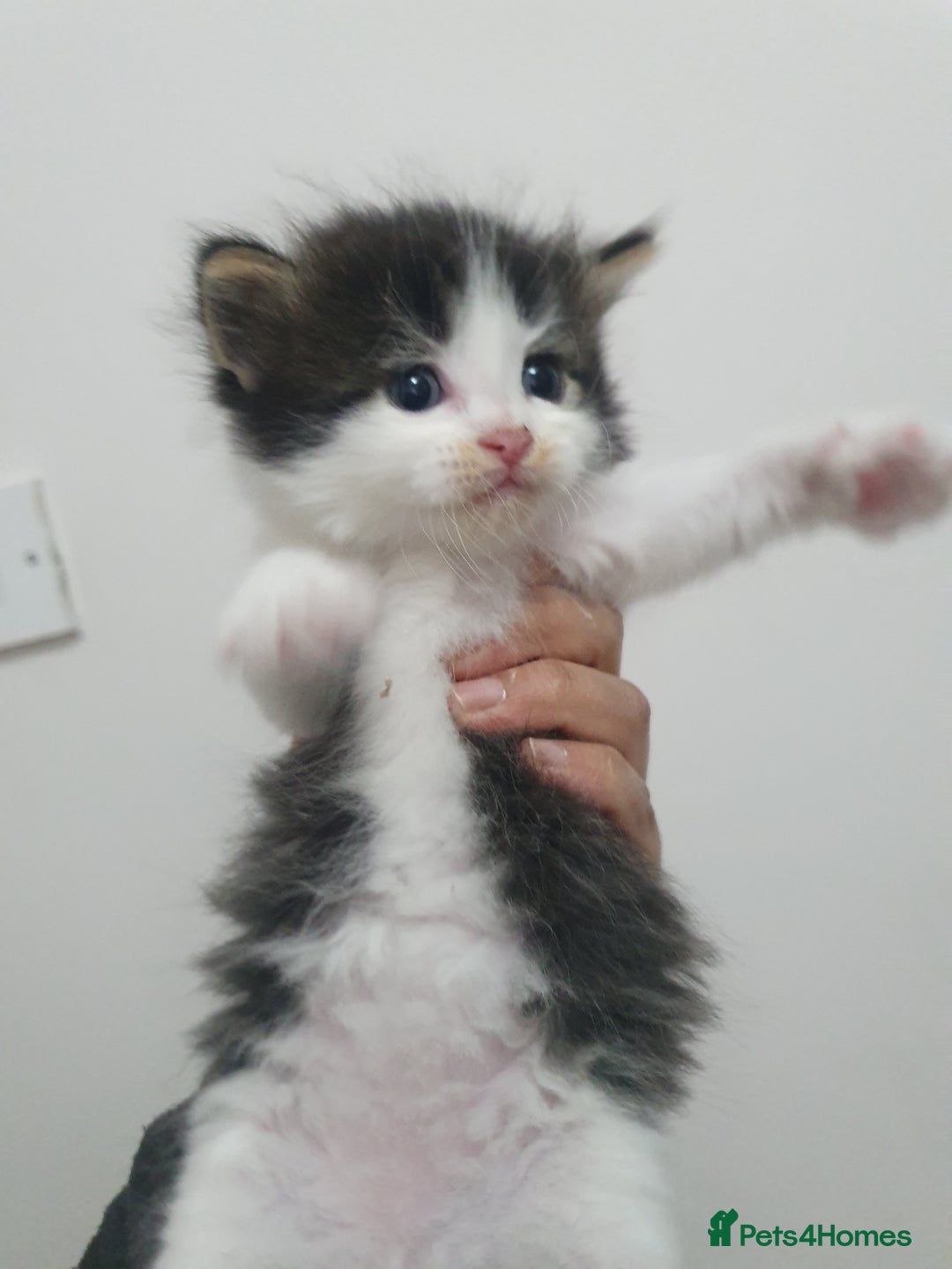 Mixed Breed cats for sale: Maincoon/ragdoll&Siberian kittens [price varies] - Image 6