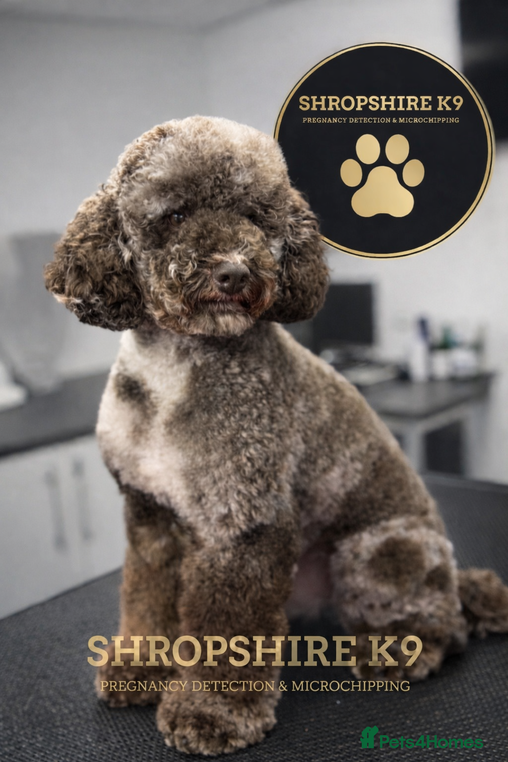 Miniature Poodle dogs Miniture Chocolate Merle poodle - Advert 16