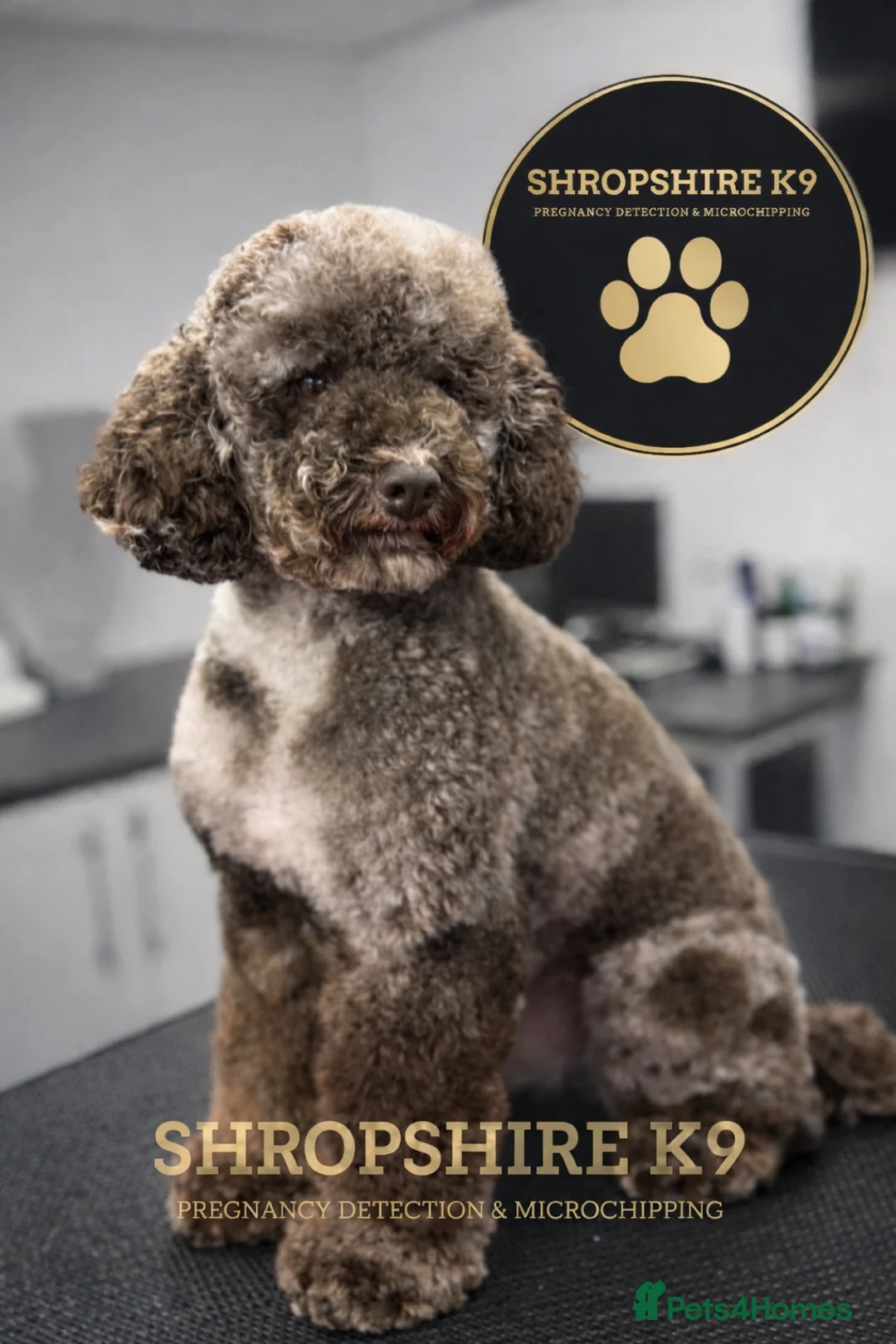 Miniature Poodle dogs for stud: Miniture Chocolate Merle poodle - Advert 2