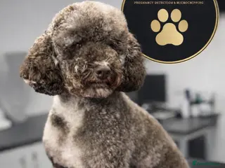 Miniature Poodle dogs Miniture Chocolate Merle poodle - Advert 16