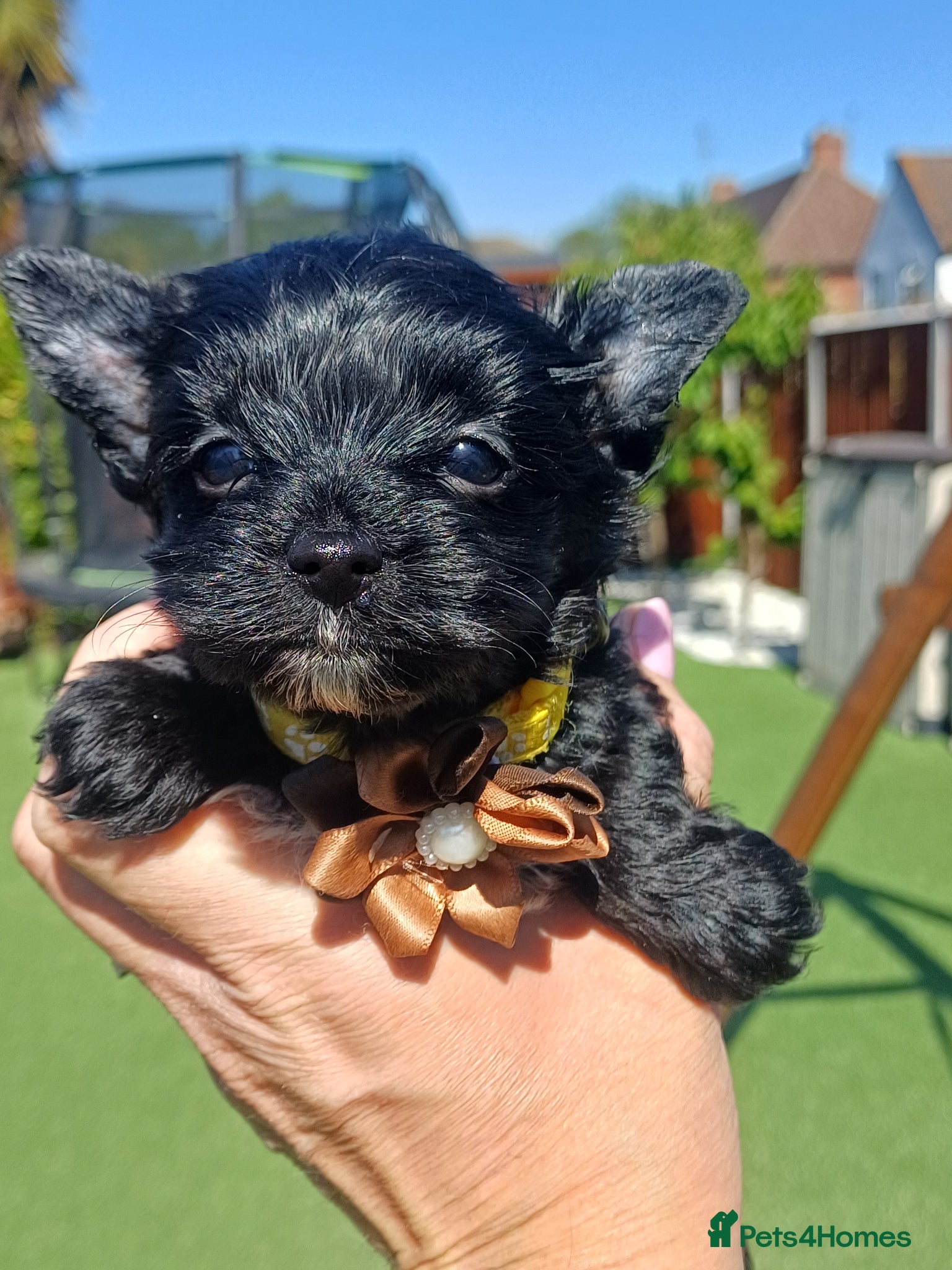 Yorkshire Terrier dogs Ready go new homes! Rare Black Yorkshire Terrier - Advert 15