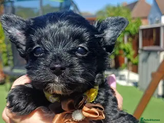 Yorkshire Terrier dogs Ready go new homes! Rare Black Yorkshire Terrier - Advert 1