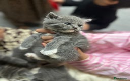 British Shorthair cats for sale: British short hair kittens looking forever home  - Image 2