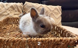 Netherland Dwarf rabbits for sale: 5 Adorable Netherland Dwarf Bunnies - Image 6