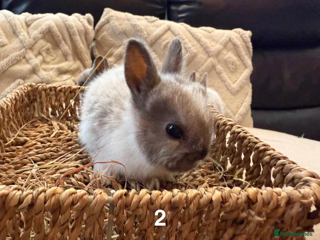 Netherland Dwarf rabbits for sale: 5 Adorable Netherland Dwarf Bunnies - Image 6