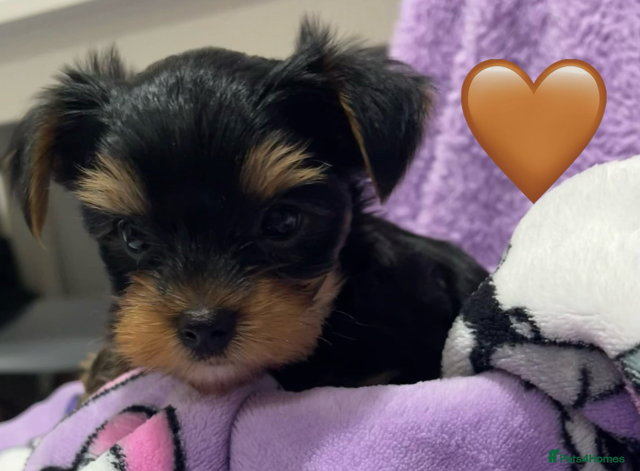 Yorkshire Terrier dogs Adorable Mini Yorkshire Terrier puppies - Advert 11