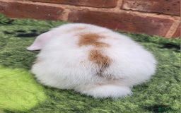 Mini Lop rabbits for sale: Friendly baby mini lop girls ready now - Image 7