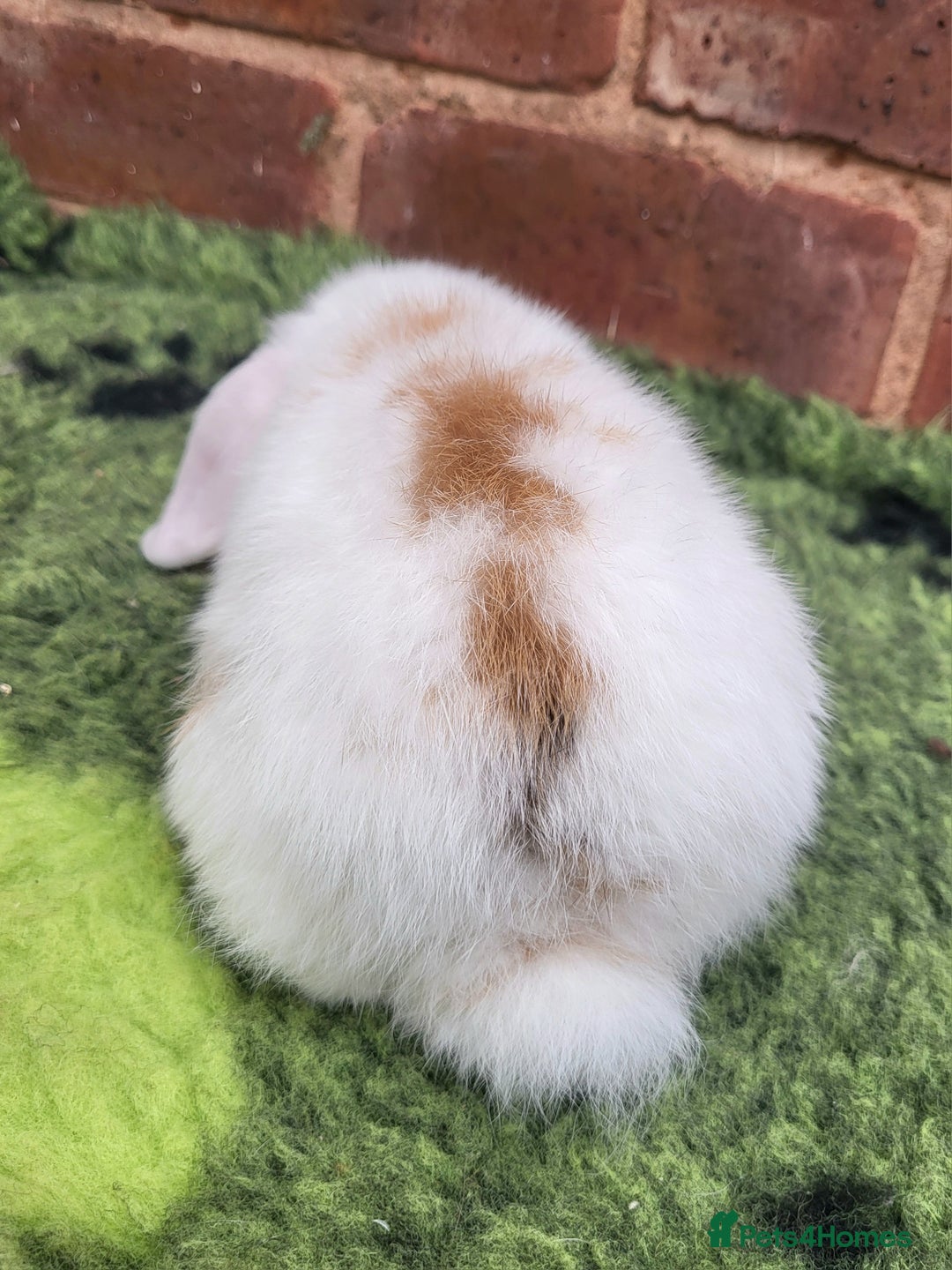 Mini Lop rabbits for sale: Friendly baby mini lop girls ready now - Image 7