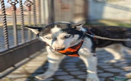 Siberian Husky dogs for adoption: 💙🐶 HASAN 🐶💙 - Image 5