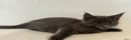 Maine Coon cats for sale: Maine Coon Kittens – 4 Available !!! - Advert 15
