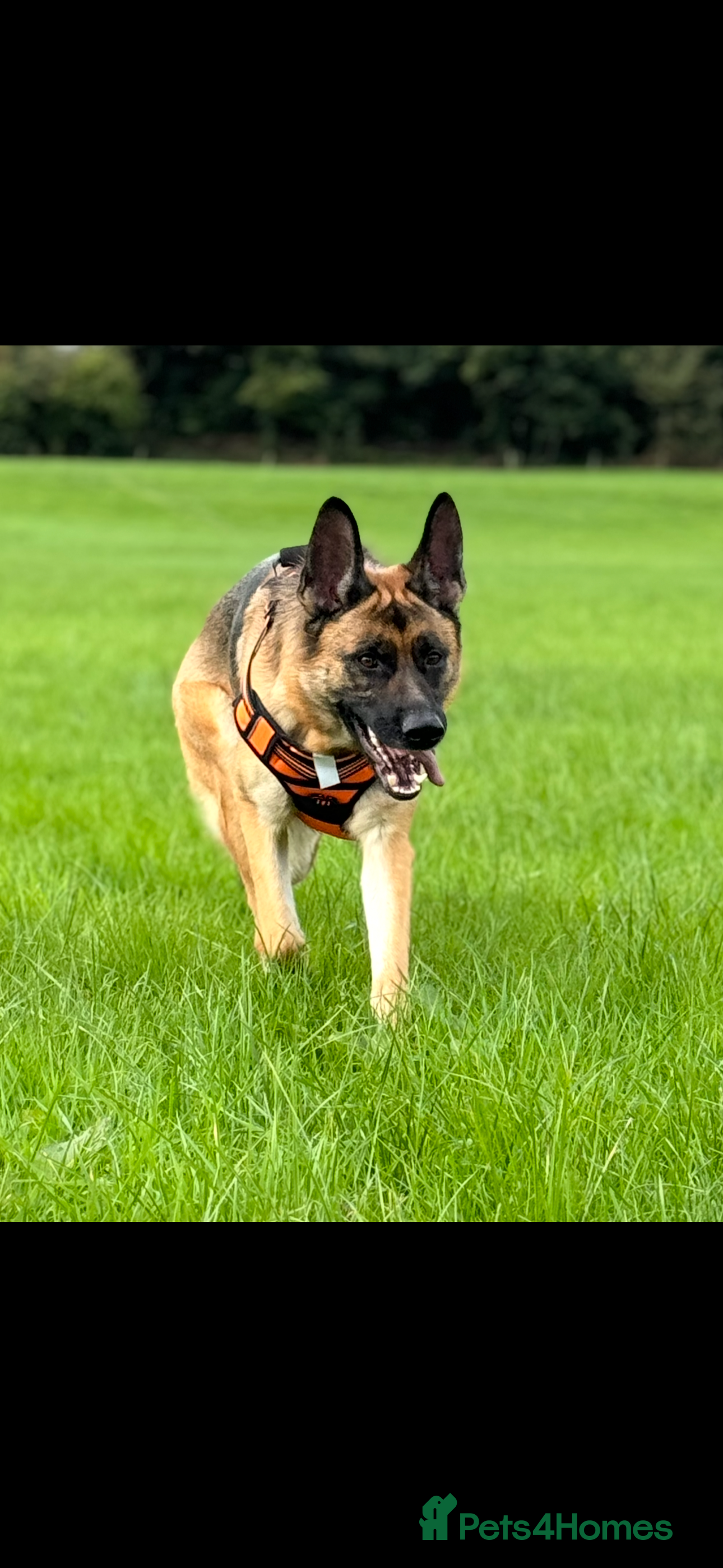 German Shepherd dogs Lula kc registered German shepherd  - Advert 2