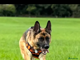 German Shepherd dogs Lula kc registered German shepherd - Advert 1