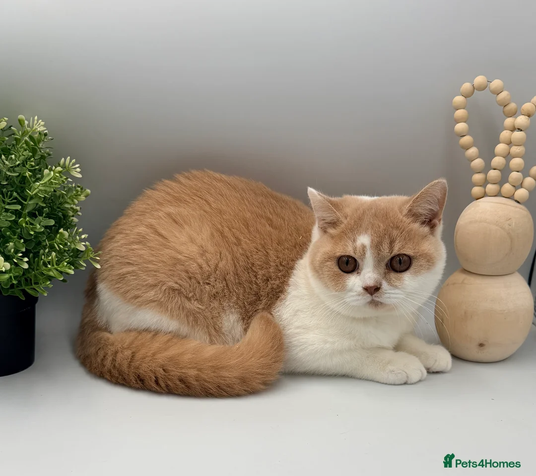 British Shorthair cats for sale: PEDIGREE REGISTERED CHUNKY BRITISH SHORTHAIRS - Advert 3