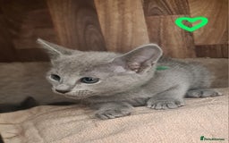 Russian Blue cats for sale: CHAMPION SIred GCCF Russian kittens  in Peterborough - Image 11