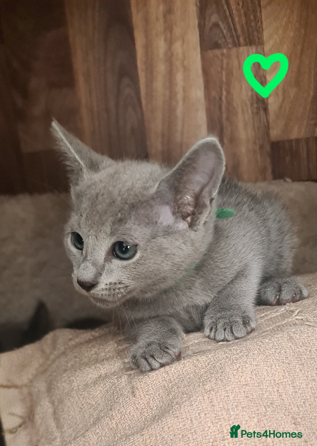 Russian Blue cats for sale: CHAMPION SIred GCCF Russian kittens  in Peterborough - Image 11