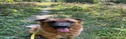 Mixed Breed dogs for sale: Bull Mastiff cross German Shepard Boy - Advert 5