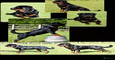 Rottweiler dogs in Wellingborough - Advert 6