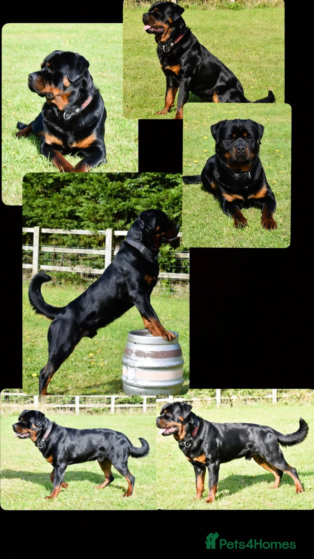 Rottweiler dogs for stud: Rottweiler DNA health tested,,EYE SCANNED  in Wellingborough - Advert 4