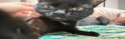 Mixed Breed cats for sale: 2 Bonded Female Cats, Koko and Star - Advert 5
