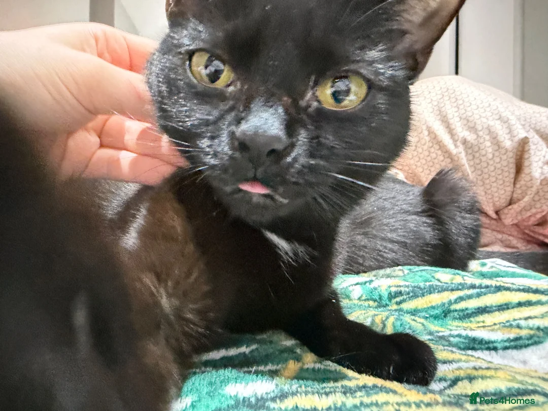 Mixed Breed cats for sale: 2 Bonded Female Cats, Koko and Star - Advert 5