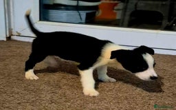 Border Collie dogs for sale: Border collie pups for sale  - Image 16